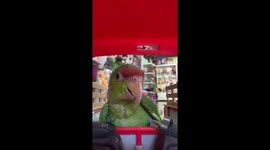 Birds Ride In The Back