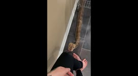 Reticulated Python Noodle