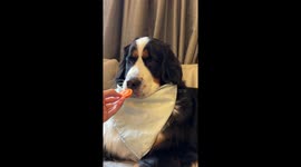 Pup Tastes a Carrot for the First Time