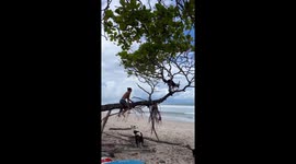 Costa Rica Dog Rescue
