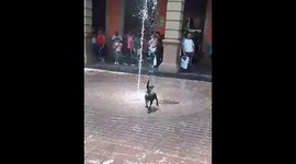 Dog Stays Cool In The Summer
