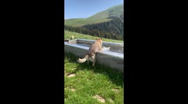 Doggos Go for a Swim
