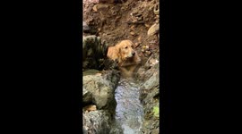 Golden Retriever Vibes In Stream