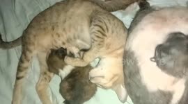 Mama Cat Cuddles With Orphaned Pup