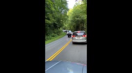 Bear Doesn't Like Cars