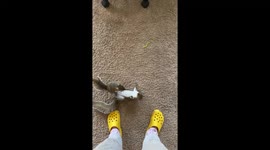 Rehabilitated Squirrel Wrestling Match