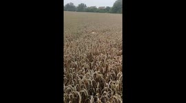 Dog Prances Through The Fields