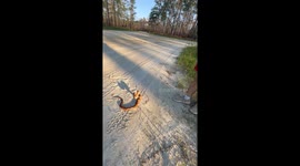 Corn Snake from Northern Florida