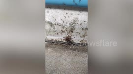 Hundreds of ants carry away dead bug to their nest for dinner