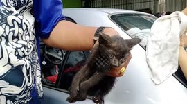 Rescuers dismantle car console to save kitten trapped in engine
