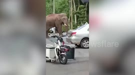 Wild elephant makes yearly trips to Thai village during Buddhist lent