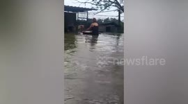 Woman uses basin to rescue dog from floods in the Philippines
