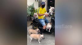 Six pet French bulldogs pose with owner of electric moped