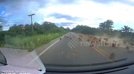 Hundreds of pieces of fruit spill from lorry into oncoming cars