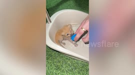 Kitten trapped on roof above air-con rescued with dustpan