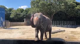 Elephant cools off by being sprayed with water in Japan