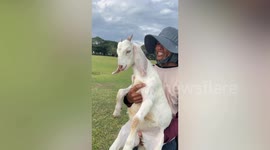 Goat kid amuses tourists by playing dead