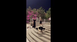 Border Collie shows off incredible skateboarding skills