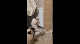 Loving Thai cat Luna: a tale of motherhood and her warrior kitten, Himars