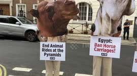 PETA protest outside the Egyptian embassy in London against the use of horses and camels to transport tourists in Egypt