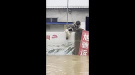 Loyal dogs guard flooded home through China's Typhoon Doksuri.