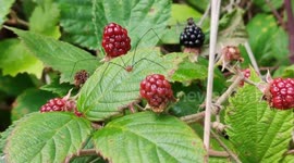 Very long-legged spider graciously walking on blackberries. Paris suburb, Forest of Marly, France. 4 aug 2023. # Urban wildlife