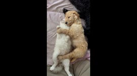 Doodle Puppy Sleepily Cuddling Kitten