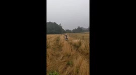 Enigmatic equine enigma: a horse's puzzled encounter with a horse coat