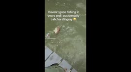 Texas angler accidentally reels in pregnant stingray giving birth to babies