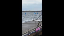 Seagull Swallows Whole Eel for Lunch