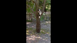Squirrel Dog Up A Tree