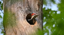 Woodpecker Feeds Its Chicks