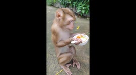 Monkey Chows Down On Some Fruit Salad