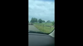 Two Slow Sheep Block Traffic