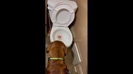 Bloodhound Drops Ball In Toilet