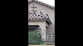 Owl Neighborhood Watch
