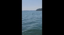 Bear Goes For A Dip In The Lake