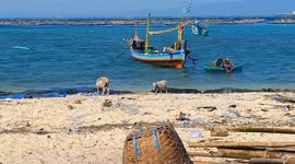 Goat on Gili Ketapang Island, Probolinggo, East Java eat paper everyday.
