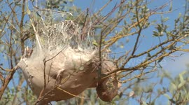 Beware the itchy hairs – Australia’s weird Processionary Caterpillars are not to be touched!