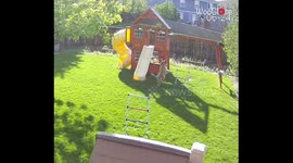 Cute dog has a playful time chasing a drone in the backyard *Wholesome Video*