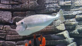 Unicorn Fish aka Naso Fish