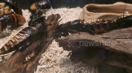 Hissing Roach