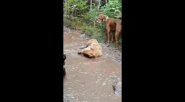 Golden Retriever Turns Mud Puddle Brown
