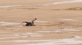 Storm Antoni, A kite flyer gets overpowered on a West country Beach by storm force winds, Fistral Bay, Newquay, Cornwall, UK