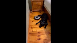 Dog Doesn't Budge For Vacuum