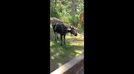 Sprinkler Moose