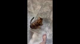 Bengal Cat Trained To Do Classic Dog Tricks