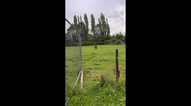 Our Talking Donkey Has Something Important She Wants To Tell Me
