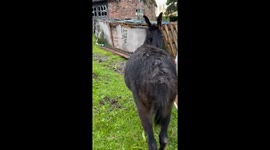 Nova the donkey let’s off some hilariously loud farts before running away!