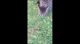 My tabby cat Gucci caught a mouse in the garden and was torturing the wee thing.